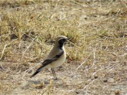 Desert Wheatear